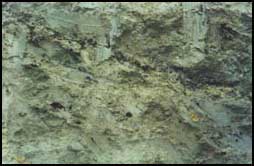 holzfunde1.jpg