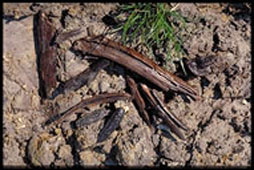 holzfunde8.jpg